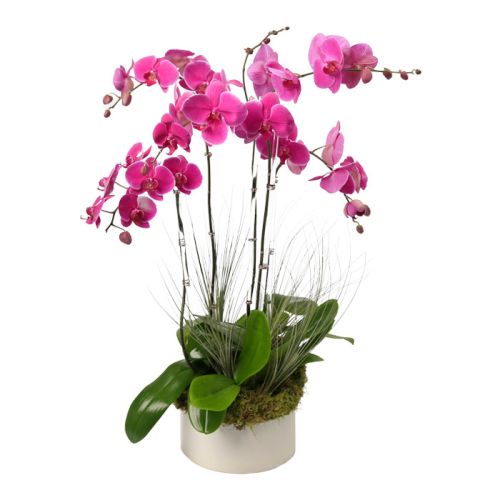 Six Stem Purple Phalaenopsis Orchid